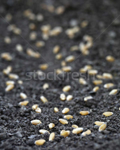 Wheat in fertile soil Stock photo © bdspn