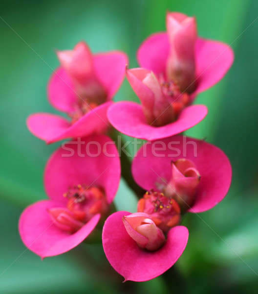 Piros kaktusz virág közelkép természet élet Stock fotó © bdspn