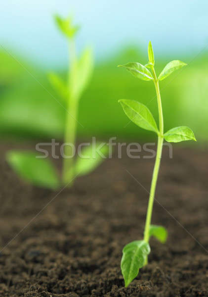 Kına bitkiler büyüyen verimli toprak doğa Stok fotoğraf © bdspn