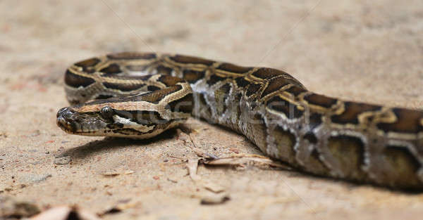 Python Stock photo © bdspn