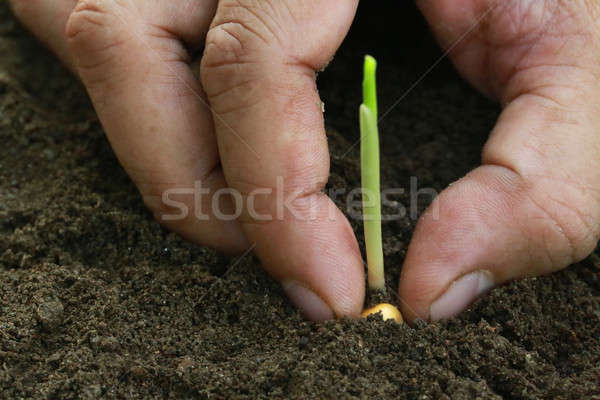 玉米 苗 沃 土壤 手 商業照片 © bdspn