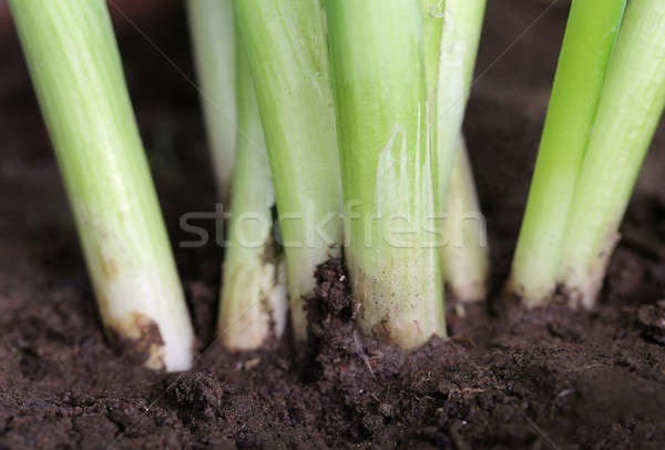洋蔥 植物 沃 土壤 春天 葉 商業照片 © bdspn