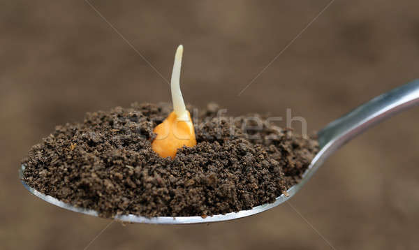 Chick-pea seedling on spoon Stock photo © bdspn