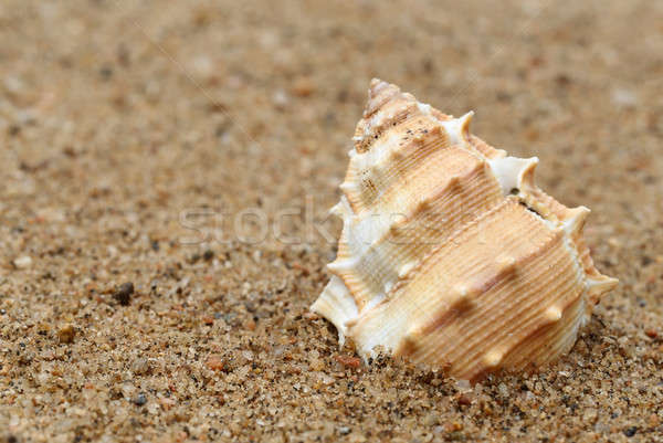 Snail shell in a sea beach Stock photo © bdspn