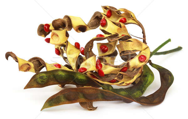Sandalwood Seeds with dried bean Stock photo © bdspn