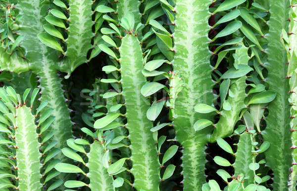 Cactus luxuriant verde frunze grădină deşert Imagine de stoc © bdspn