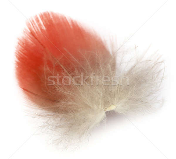Feather of macaw bird Stock photo © bdspn