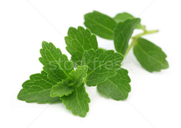 Stevia Stock photo © bdspn