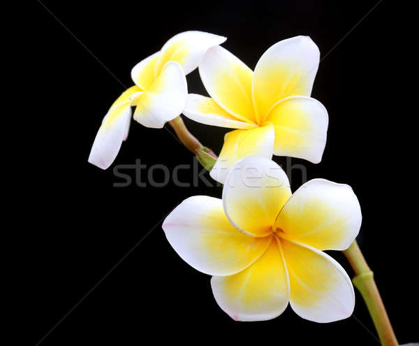 Frangipani at night Stock photo © bdspn