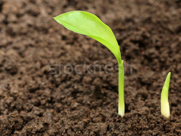 Rasad fertil sol frunze grădină verde Imagine de stoc © bdspn