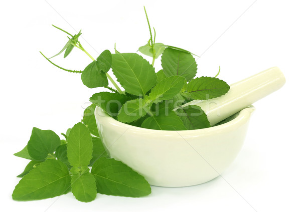 Medicinal herbs with mortar and pestle Stock photo © bdspn