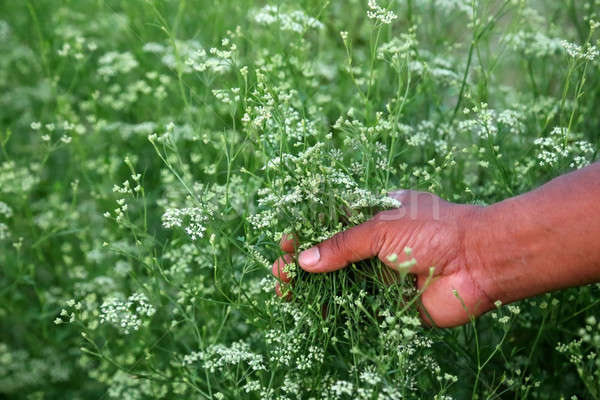 Hand halten Koriander Blume Gemüse Bereich Stock foto © bdspn