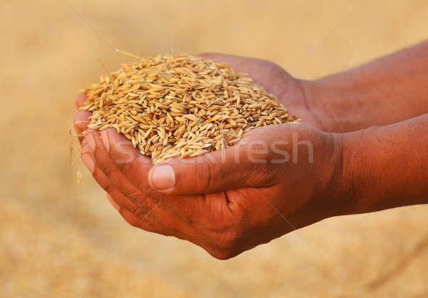 Hand holding golden paddy seeds Stock photo © bdspn