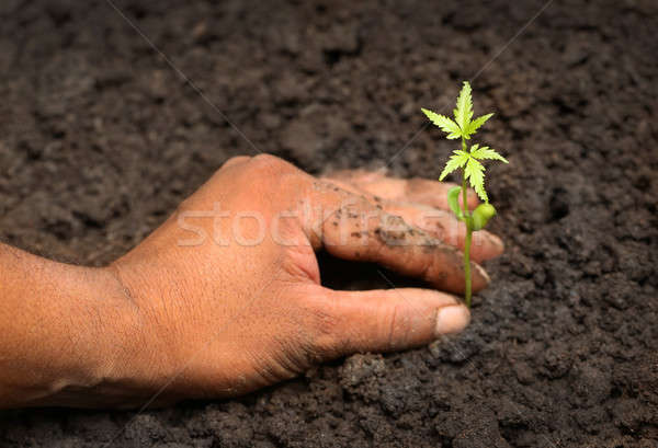 Tender medicinal neem plant Stock photo © bdspn