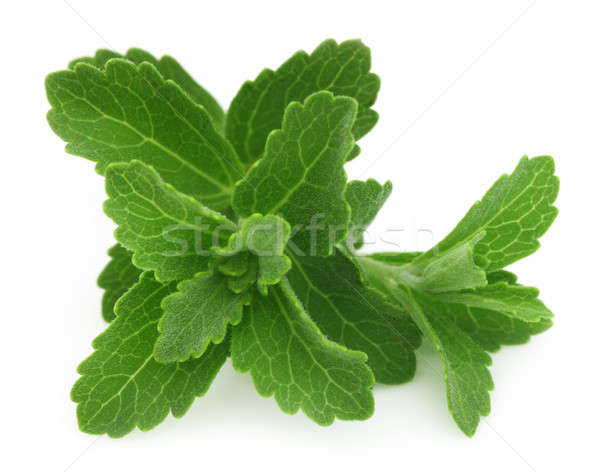 Stevia Stock photo © bdspn