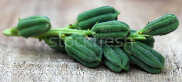 Green sesame pods Stock photo © bdspn