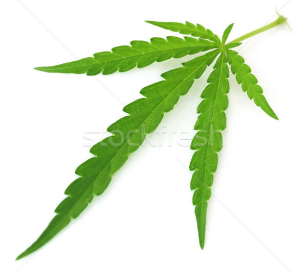 Marihuana Blatt Cannabis weiß Natur Hintergrund Stock foto © bdspn