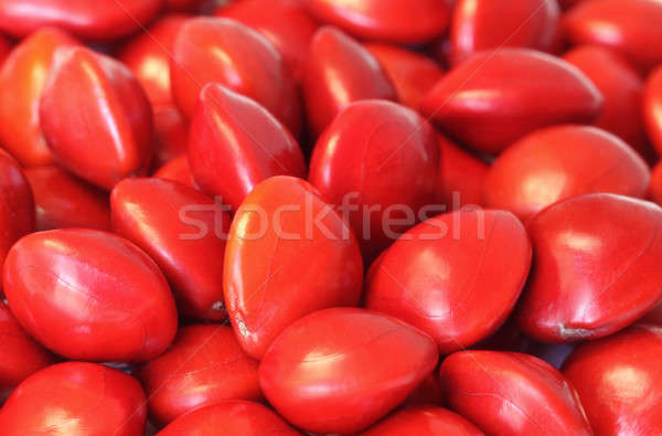 Sandalwood Seeds Stock photo © bdspn