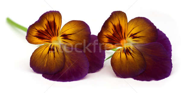 Viola flowe Stock photo © bdspn