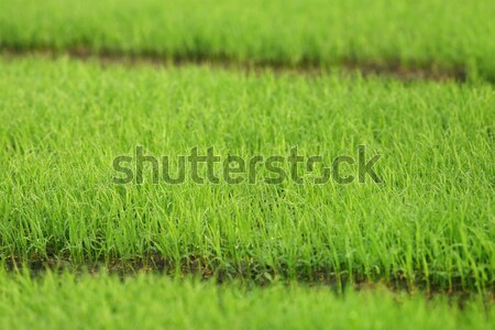 Green paddy seedlings Stock photo © bdspn