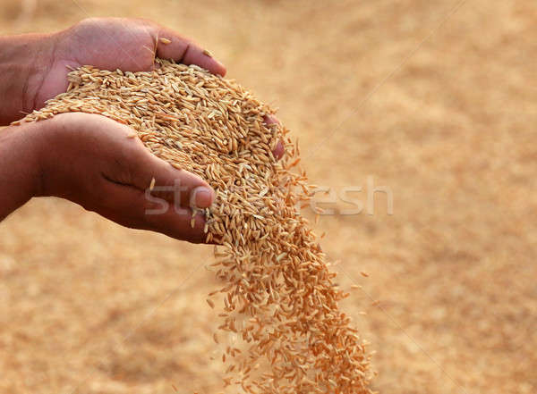 Hand holding golden paddy seeds Stock photo © bdspn