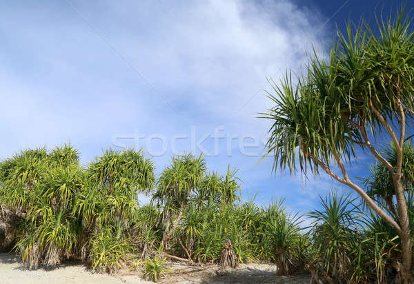 Screw Pine forest inSaint Martins Island Stock photo © bdspn