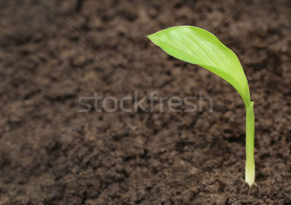 Fide verimli toprak yaprak bahçe yeşil Stok fotoğraf © bdspn