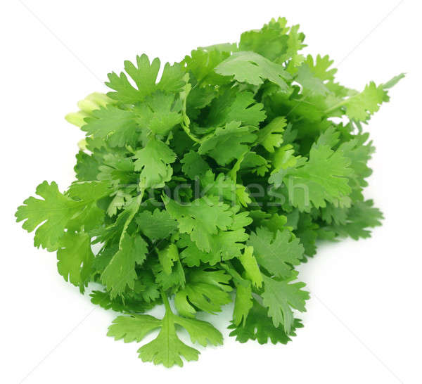 Primer plano cilantro hojas blanco hoja verde Foto stock © bdspn
