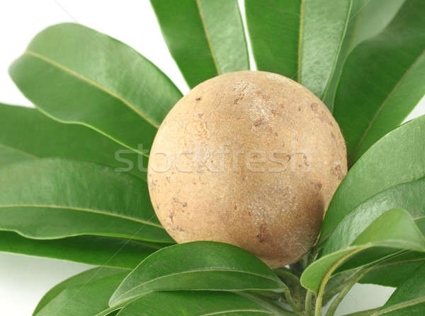 Stock photo: Sapodilla or sapota fruits with green leaves