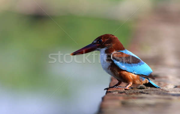 Ijsvogel vergadering muur veld vogel Blauw Stockfoto © bdspn