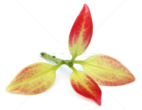 Cinnamon leaf Stock photo © bdspn
