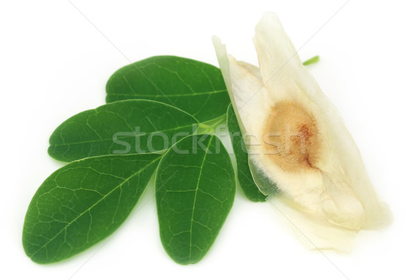 Foglie sementi bianco verde vegetali fresche Foto d'archivio © bdspn