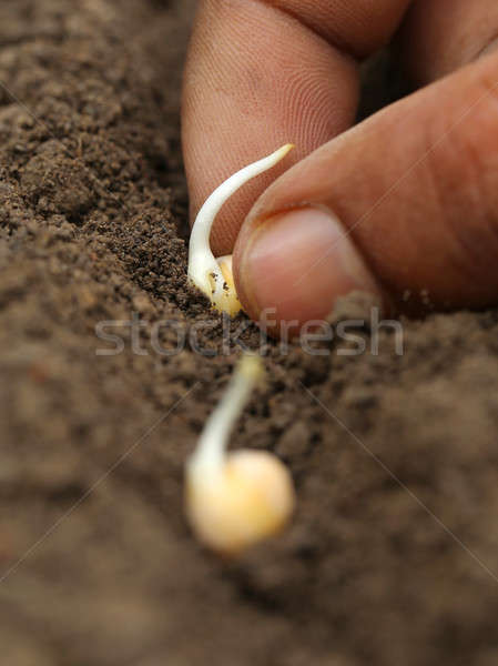 緑 苗 肥沃な 土壌 手 ストックフォト © bdspn