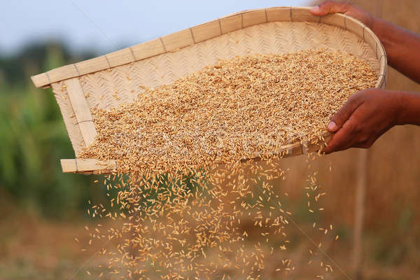Processing golden paddy seeds Stock photo © bdspn