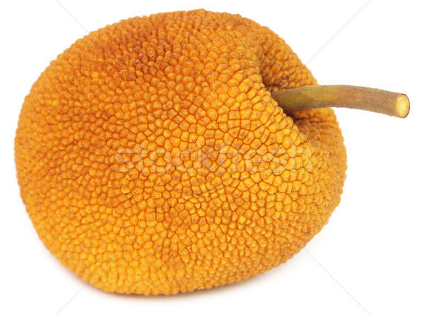Stock photo: Wild jackfruit of Southeast Asia