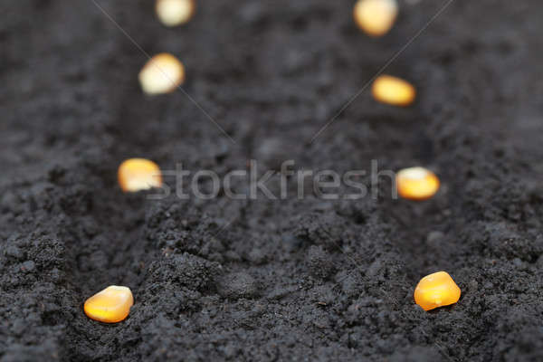Groene mais zaden vruchtbaar bodem Stockfoto © bdspn