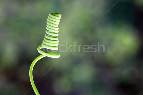 Curled tendril of a plant Stock photo © bdspn