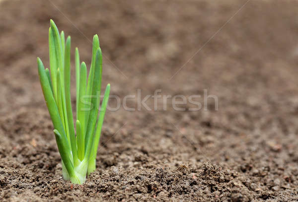 Stockfoto: Ui · plant · vruchtbaar · grond · voorjaar