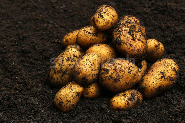 Di recente patate suolo alimentare campo farm Foto d'archivio © bdspn