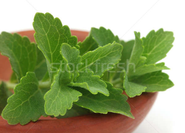 Stevia on a brown bowl Stock photo © bdspn