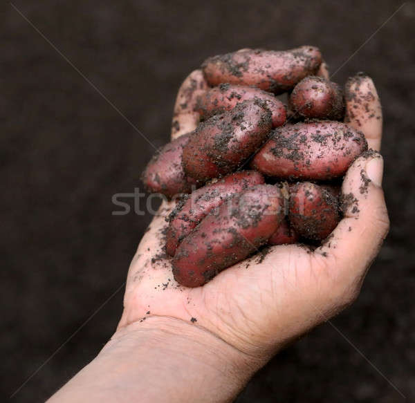 Foto d'archivio: Di · recente · patate · mano · alimentare · campo