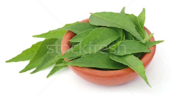 Stock photo: Curry Leaves