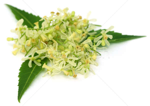 Hojas flor blanco textura hoja Foto stock © bdspn