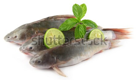 Rita fish of Southern Asia Stock photo © bdspn