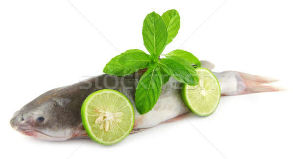 Rita fish of Southern Asia Stock photo © bdspn
