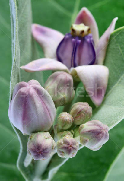 Medicinal Crown flower Stock photo © bdspn