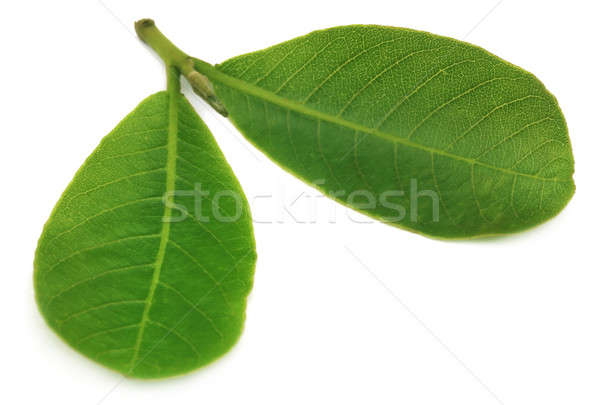 Leaves of Medicinal Terminalia arjuna Stock photo © bdspn