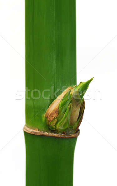 Zielone bambusa biały tle życia Zdjęcia stock © bdspn