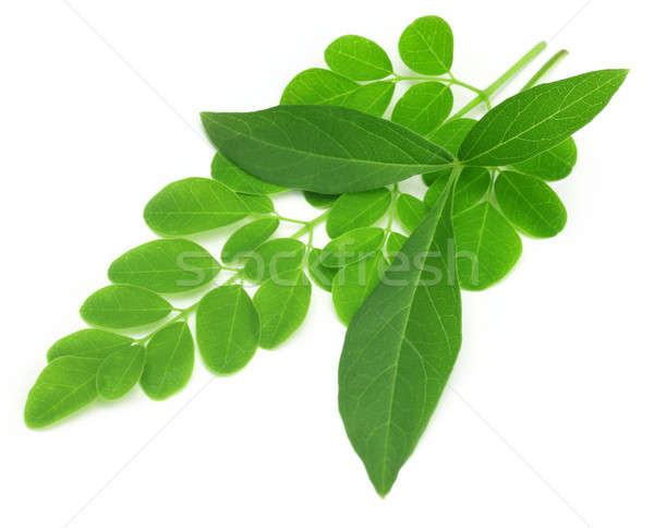 Medicinal vitex negundo with moringa leaves Stock photo © bdspn