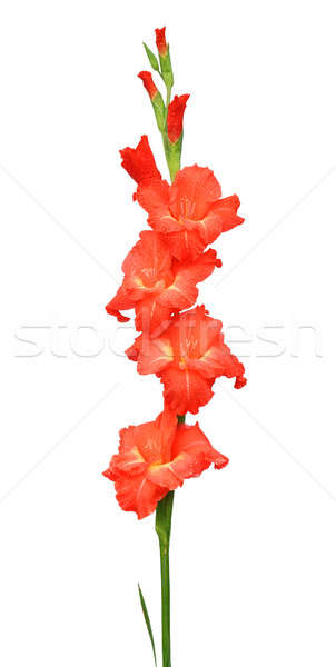 Gladiolus Stock photo © bdspn